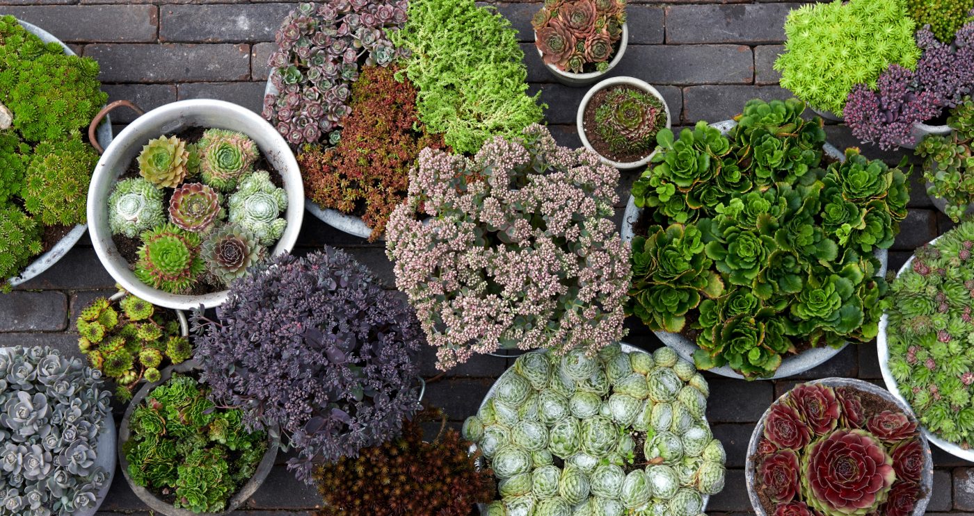 Tuinbranche trends 2023