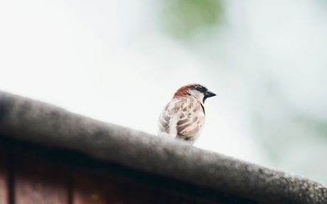 Sfeerbeeld van het Hollands dak met de vogelnestpan