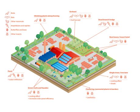 De verschillende maatregelen zijn aantrekkelijk voor diverse flora en fauna.