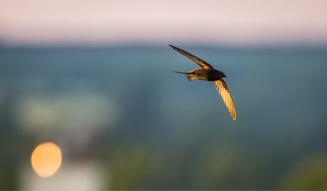Sfeerbeeld van het Hollands dak