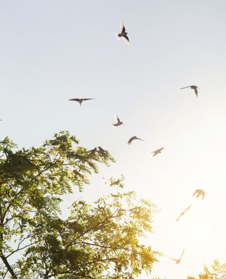 Sfeerbeeld van het Hollands dak
