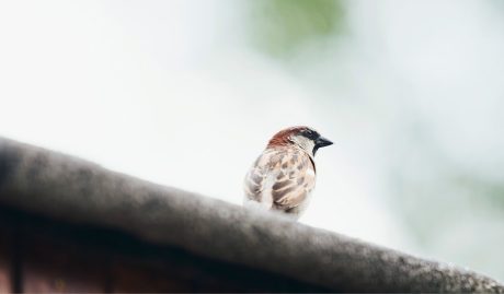 Sfeerbeeld van het Hollands dak