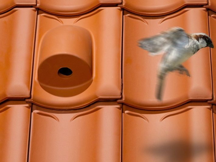 Sfeerbeeld van het Hollands dak met de vogelnestpan