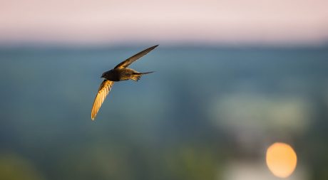 Sfeerbeeld van het Hollands dak met de vogelnestpan