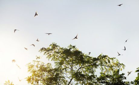 Sfeerbeeld van het Hollands dak met de vogelnestpan