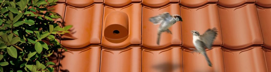 Sfeerbeeld van het Hollands dak met de vogelnestpan