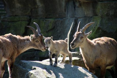 Herinrichting Artisplein, Amsterdam | Straatbakstenen: Brons VB DF en Nero WS en VB DF | Architect: Landschapsarchitect Michael van Gessel, Amsterdam | Opdrachtgever: Nature Artis Magistra, Amsterdam | Aannemer: Schadenberg Infra BV, Hem